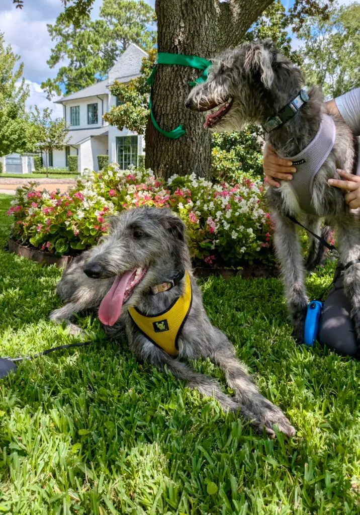 3336176871000387099 (1)