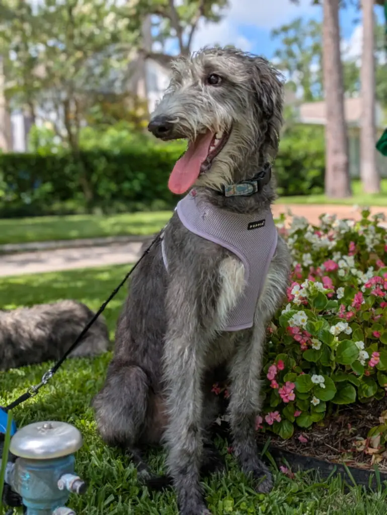 6547880675663965618 (1)