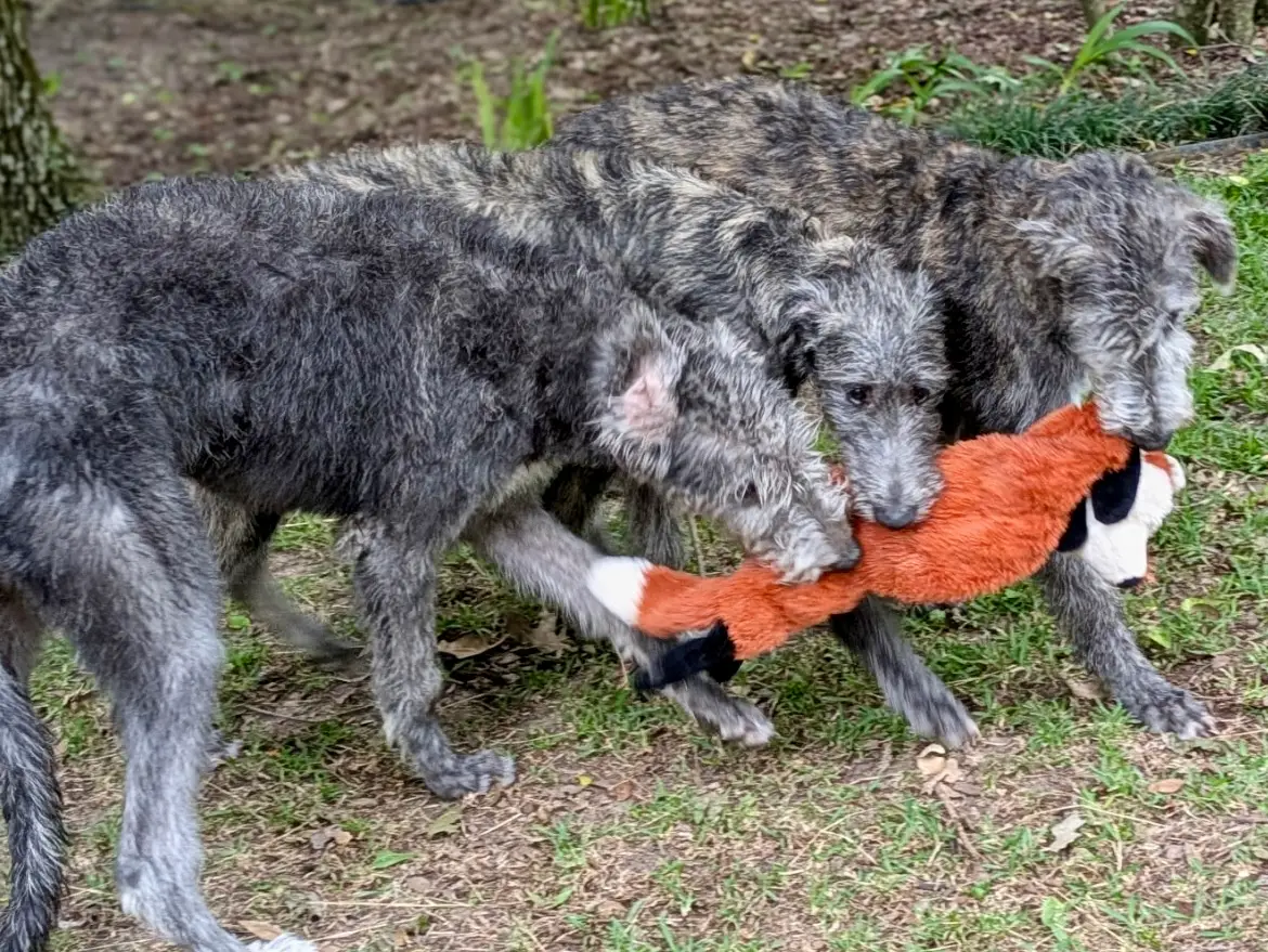 6767927596007751685 (1)