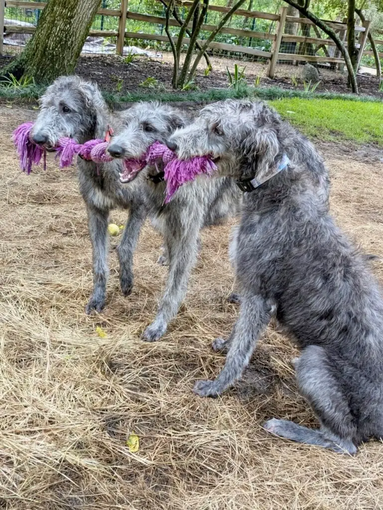 6931245754798565011 (1)