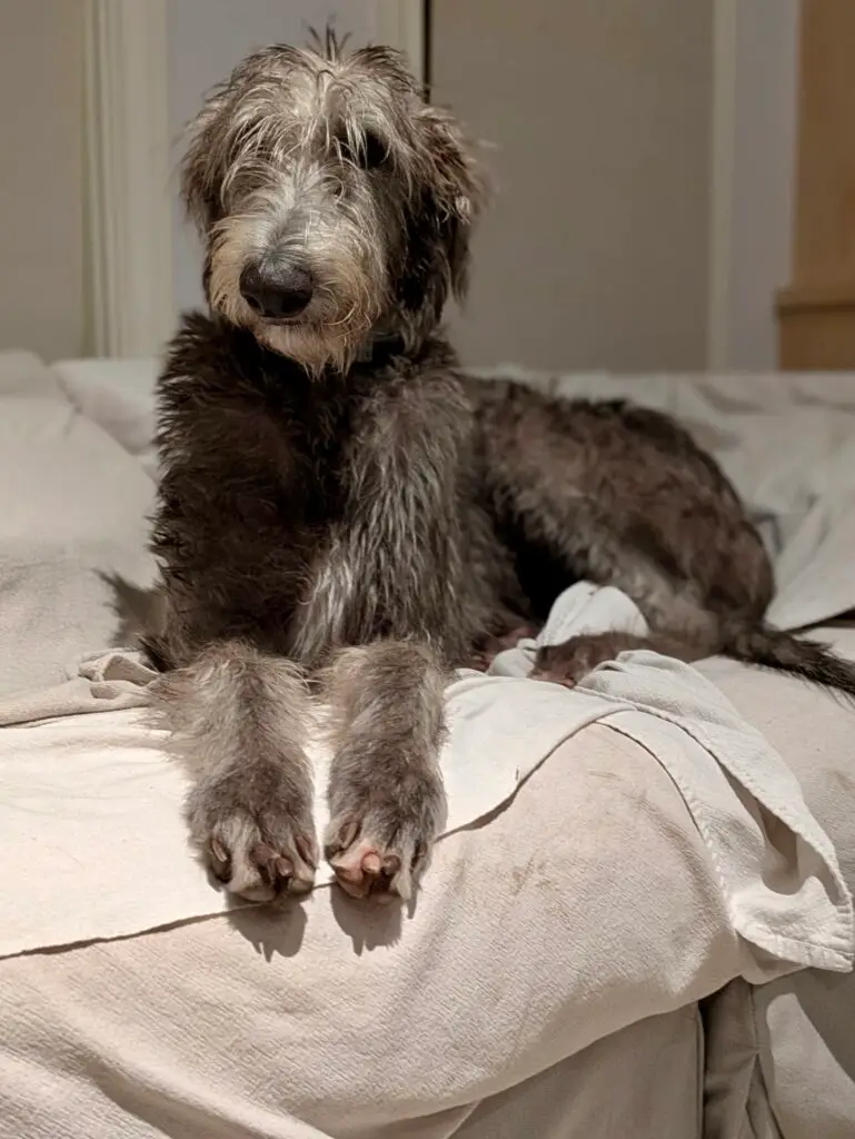 7349449327704166393 (1)