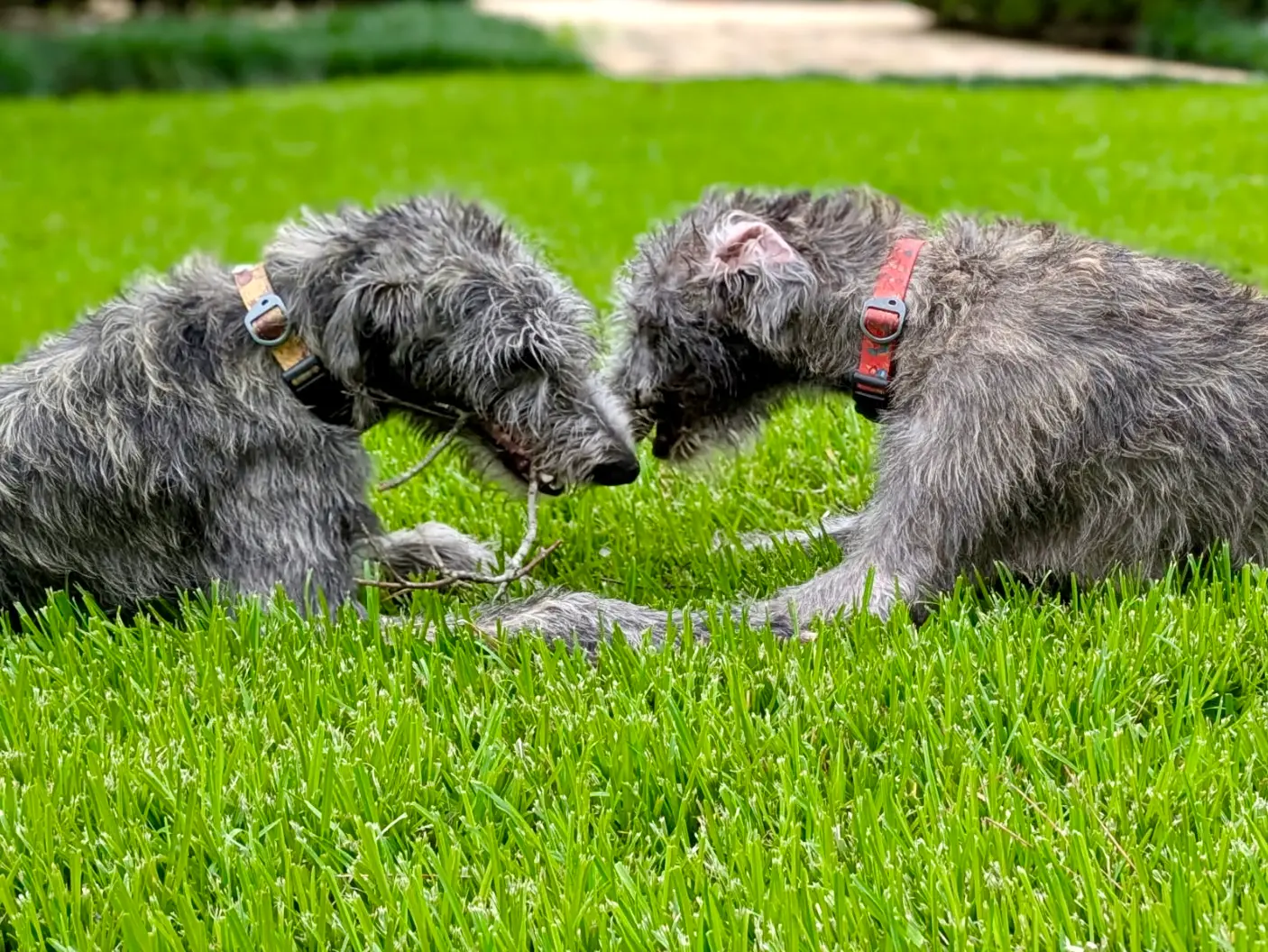 7773411506234010319 (1)