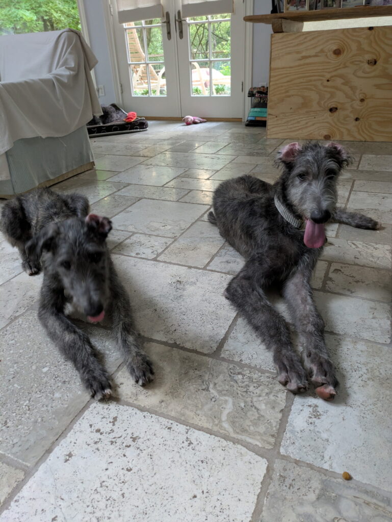 8328052069746034209 (1)