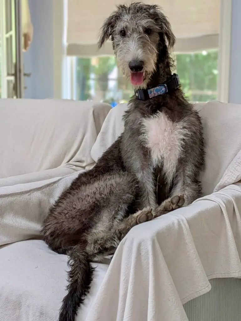 8558394819826427400 (1)