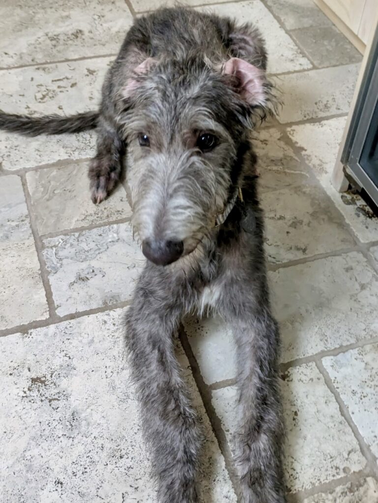 8678774425055143611 (1)