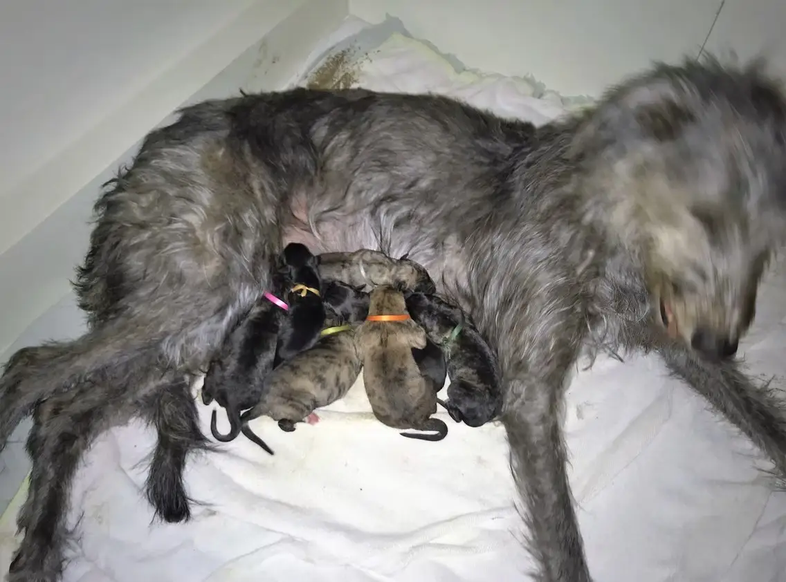 imgi_172_7b1c79_245eb73051c841edbe3d6e2d245302b3~mv2_d_4031_3024_s_4_2