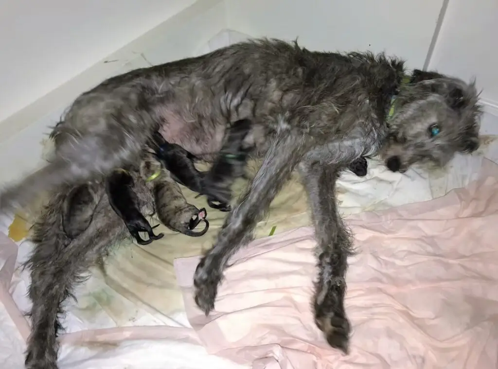 imgi_173_7b1c79_332ec627a71a401c9f91796d36001fef~mv2_d_4032_3024_s_4_2