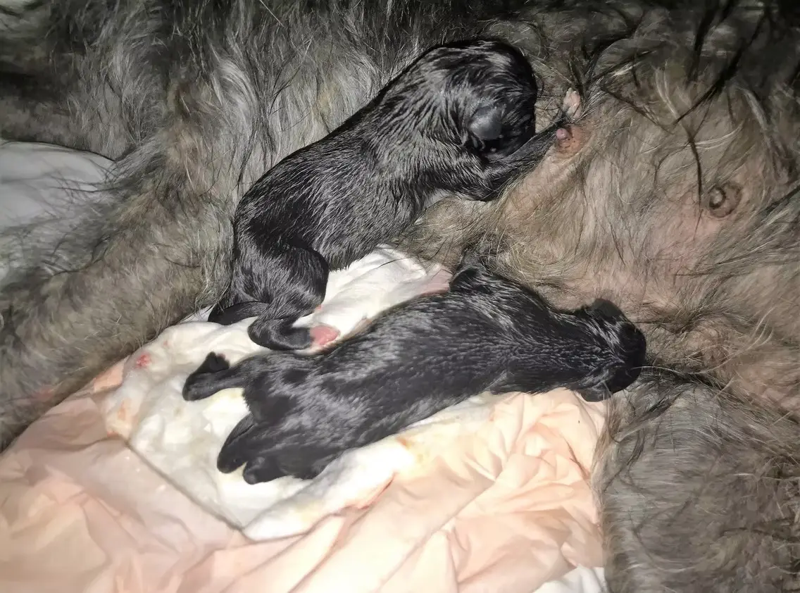 imgi_174_7b1c79_28a0121c380b44bbb7caa8fab94a2703~mv2_d_4032_3024_s_4_2