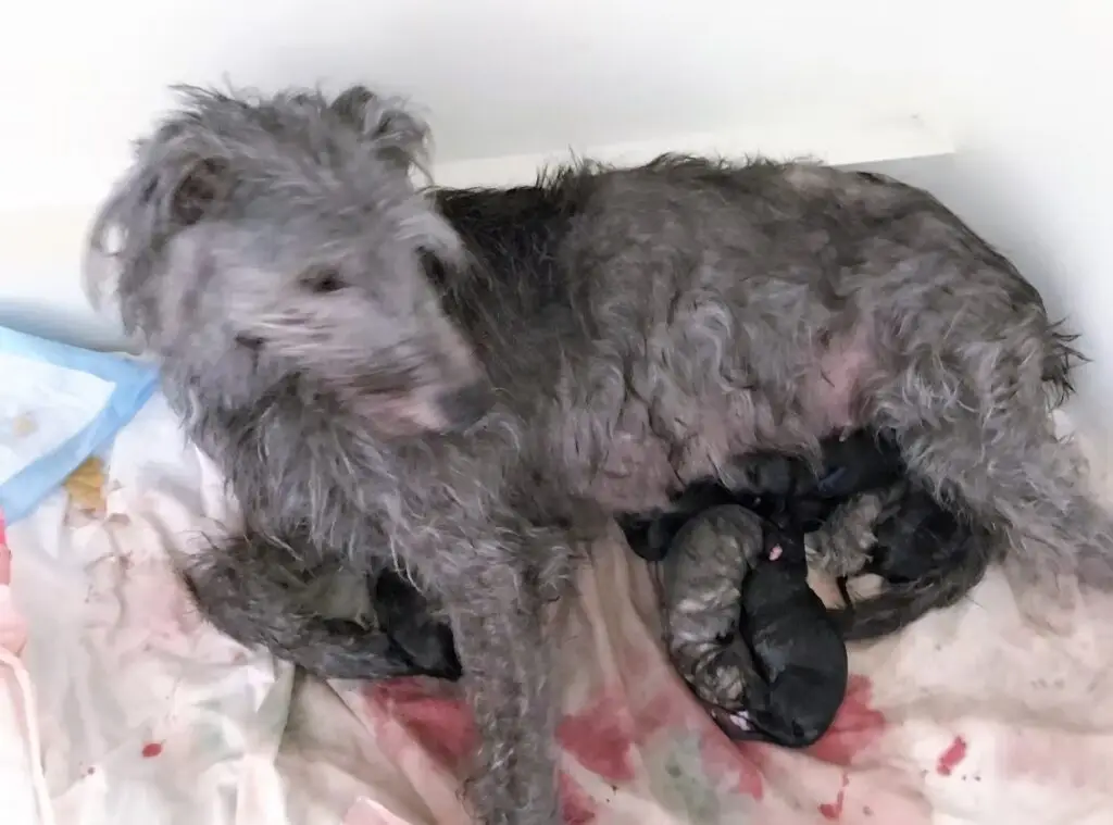 imgi_176_7b1c79_6860143c9d614645bb04a76cadc6f443~mv2_d_4032_3024_s_4_2