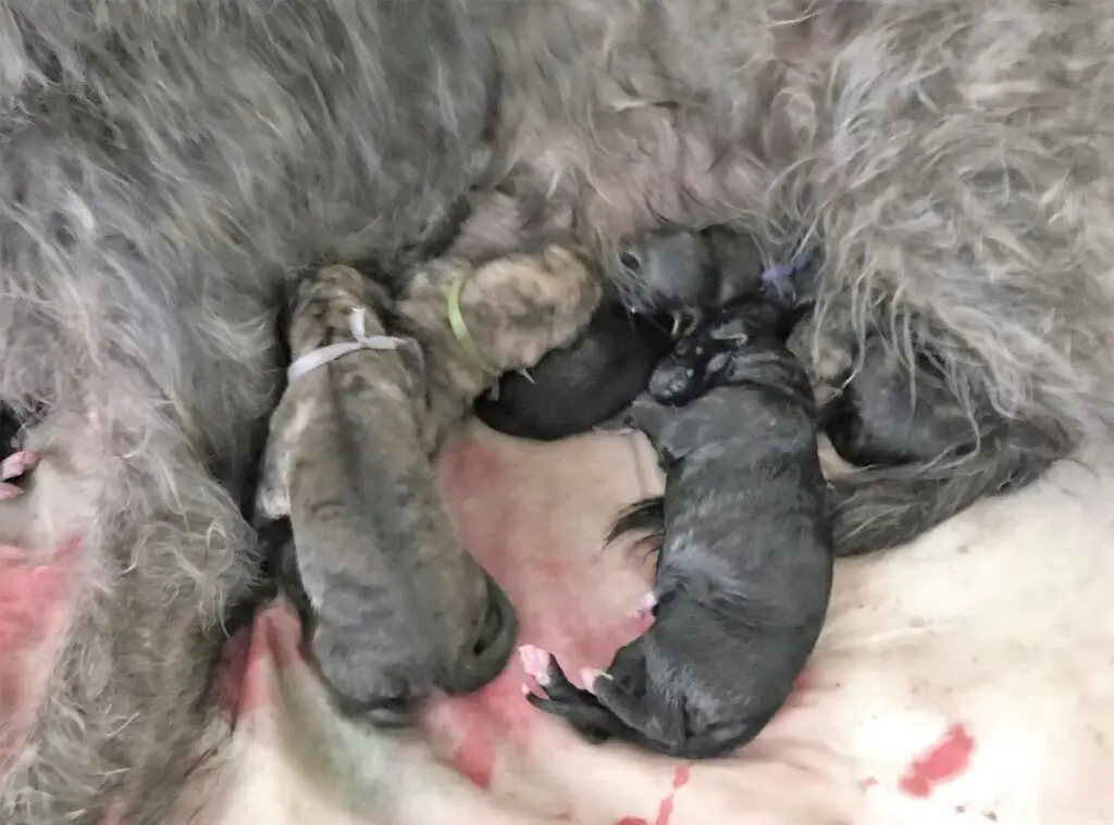 imgi_177_7b1c79_661c2d55b66f483aa5fd739cab9ddad7~mv2_d_4032_3024_s_4_2