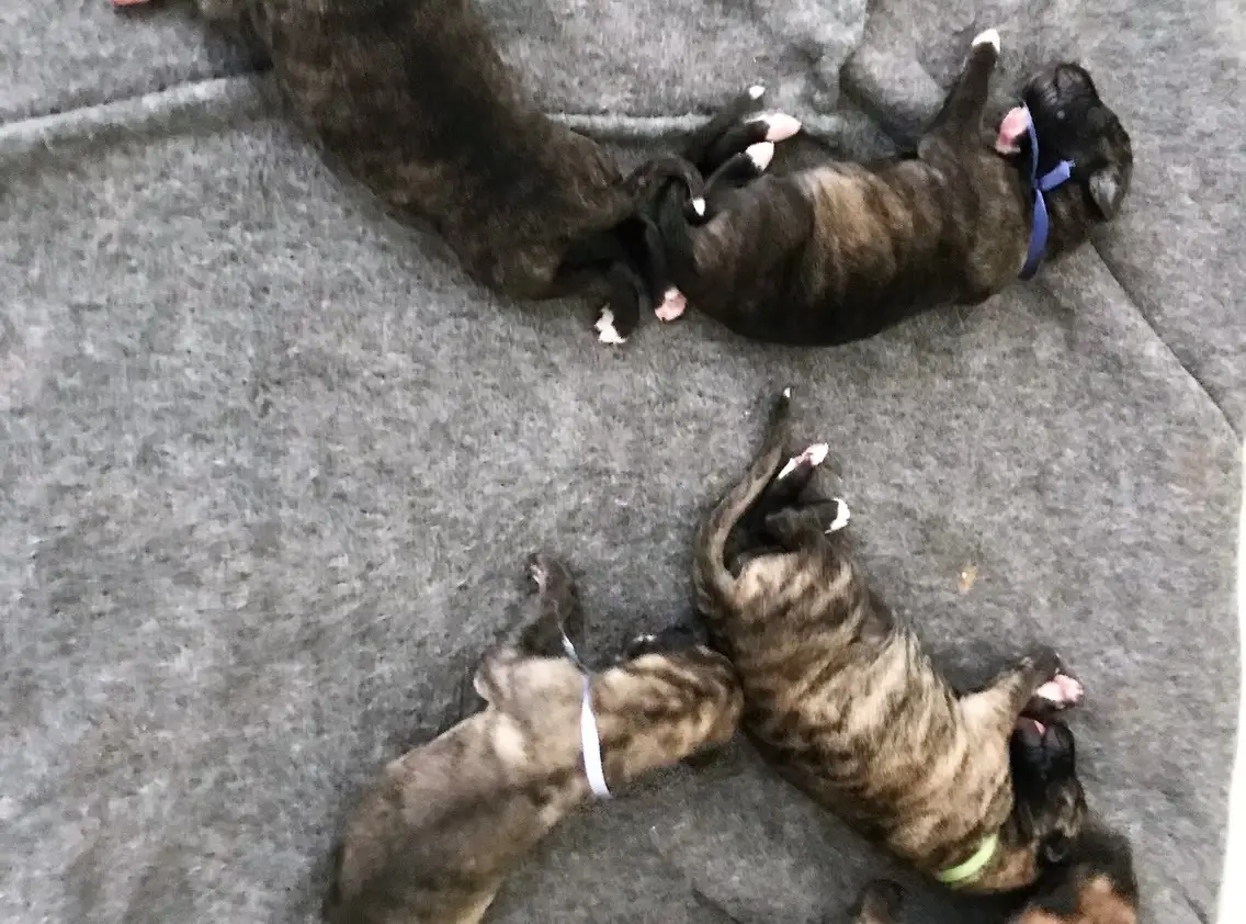 imgi_181_7b1c79_bef9ec1fbcf643b5be3b28b24ad34550~mv2_d_3024_4032_s_4_2