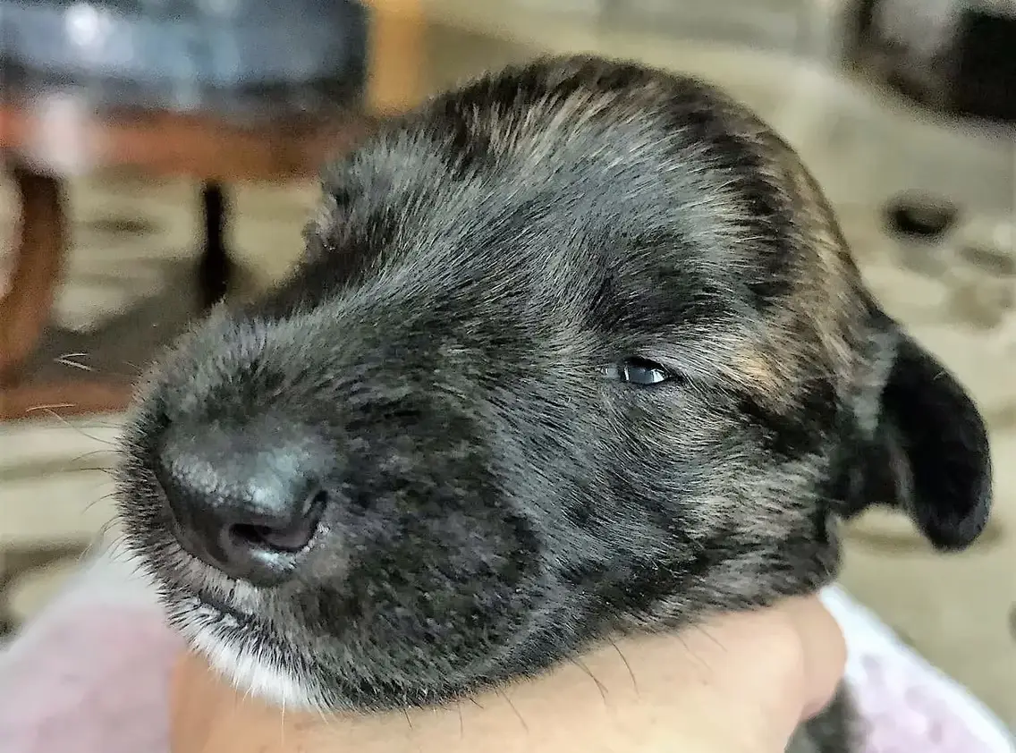 imgi_193_7b1c79_d45a23f3225841e88a5d88cc82f512b2~mv2_d_1536_2048_s_2