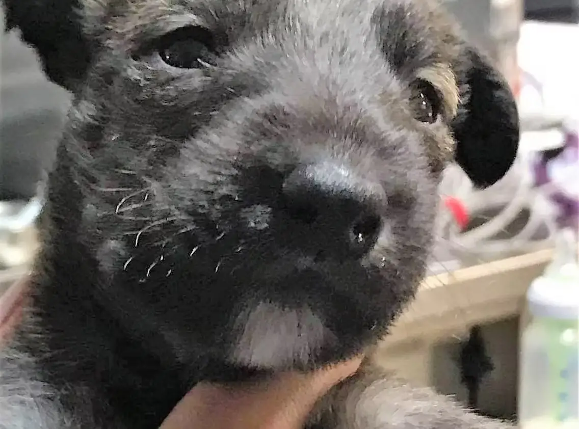 imgi_199_7b1c79_6f4cf716d6f14a7aa79d7d85854ce9e9~mv2_d_1242_2208_s_2