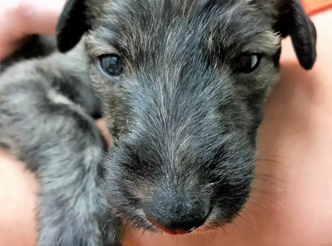 imgi_201_7b1c79_8b7d17a57c5046869b04708061ada0d2~mv2_d_3024_4032_s_4_2