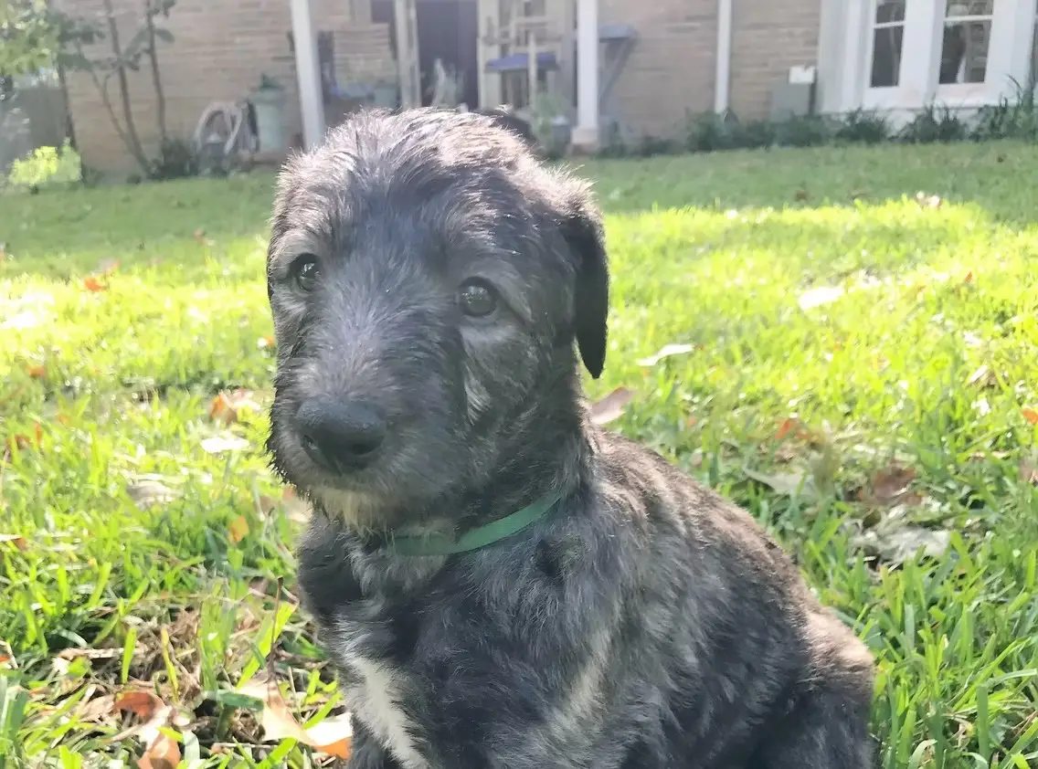 imgi_204_7b1c79_dc9f95ad06ba4631b171a58a49db7442~mv2_d_3024_4032_s_4_2