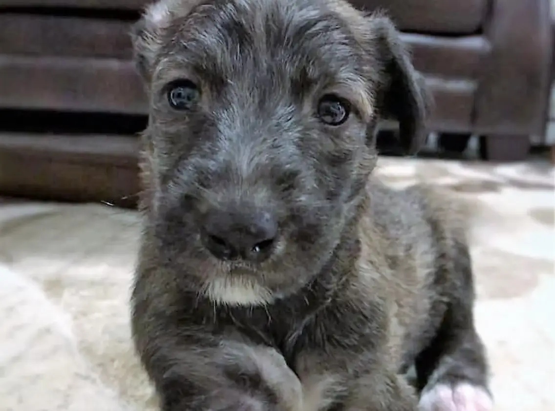 imgi_206_7b1c79_d81bff6d34f2498086957ec983c43dcd~mv2_d_1242_2208_s_2