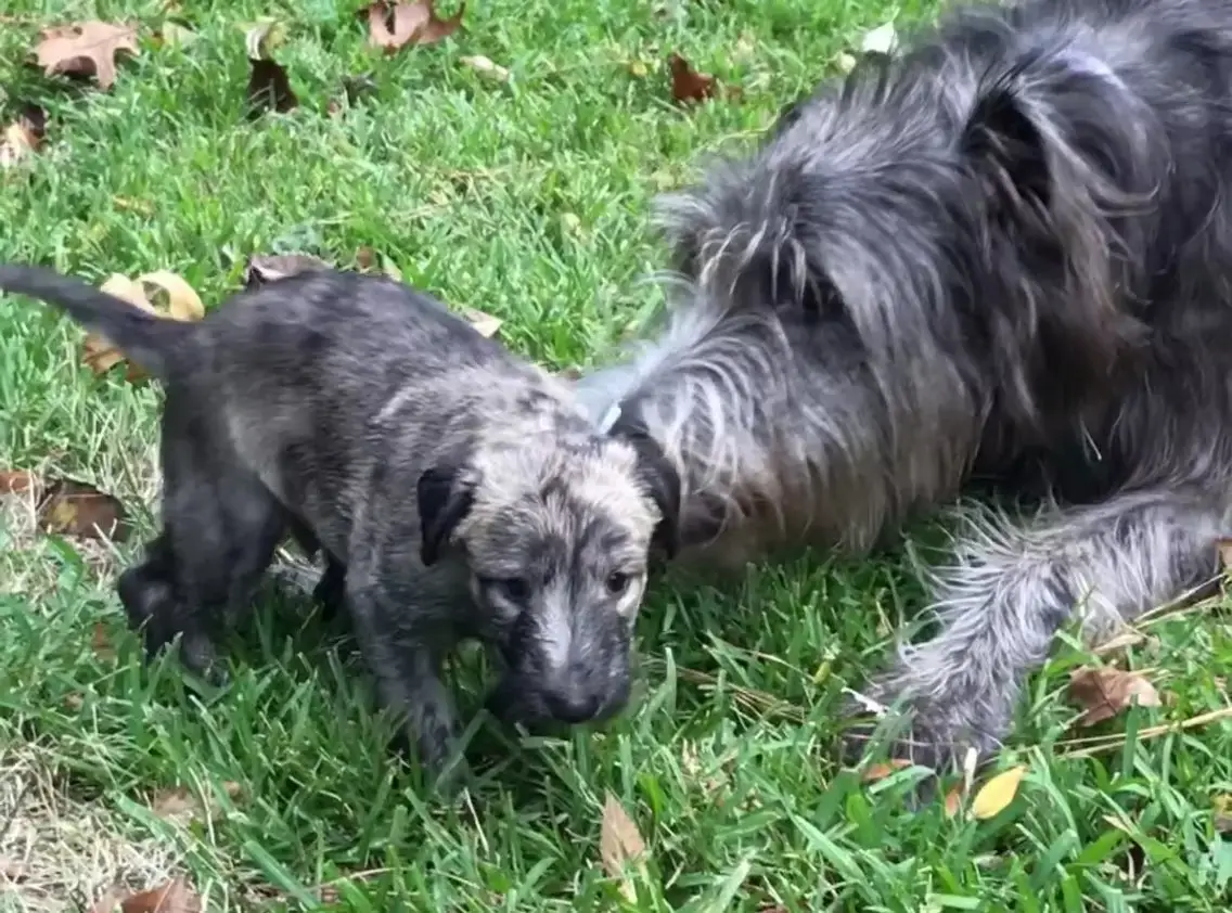 imgi_211_7b1c79_7cb530b160c746fe8370fea8171afa9af003