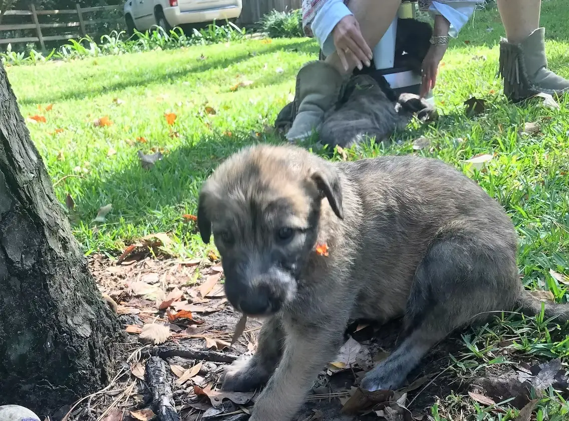 imgi_213_7b1c79_e3eeff6dd5c54534b2a421e230cd1038~mv2_d_3024_4032_s_4_2