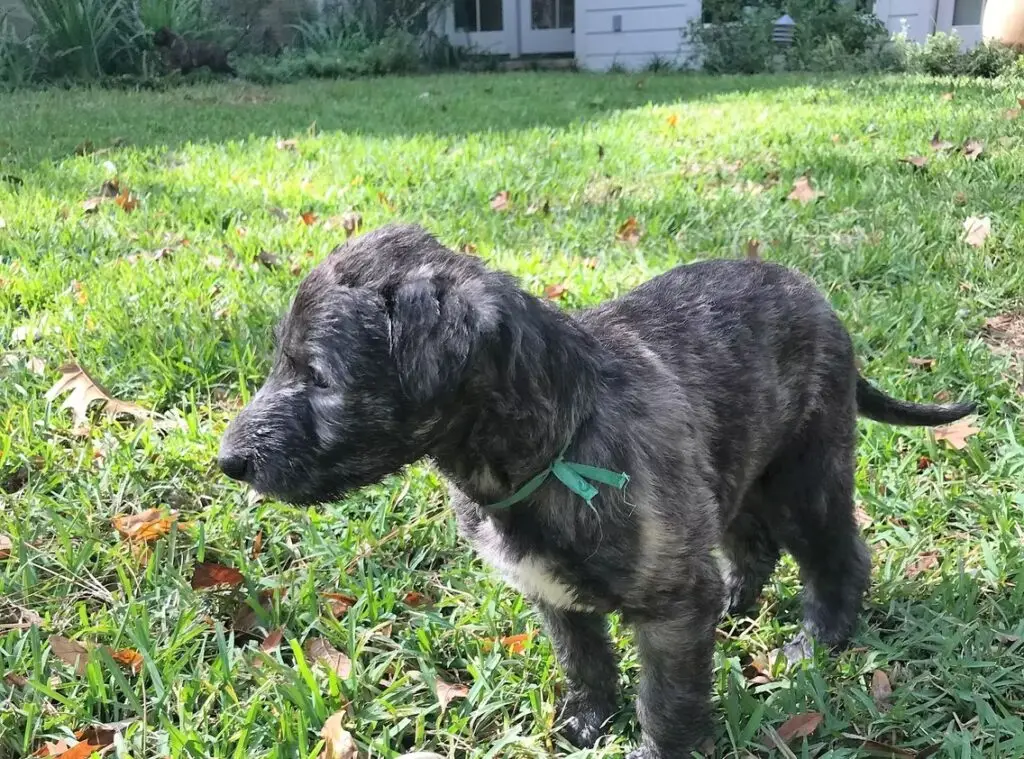 imgi_218_7b1c79_32ec6b16c694444f9f40dafaa5303c03~mv2_d_3024_4032_s_4_2