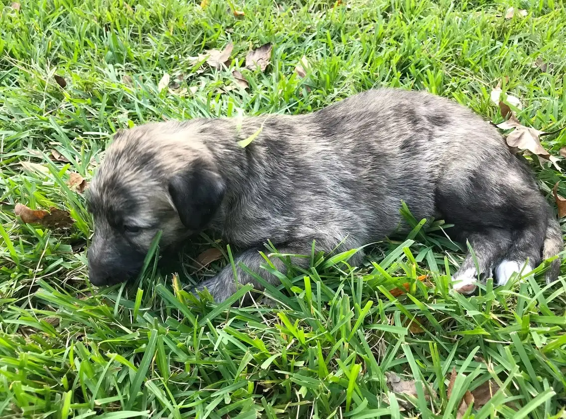 imgi_220_7b1c79_49e01e6e90374273aa2b987e8a52951e~mv2_d_4032_3024_s_4_2