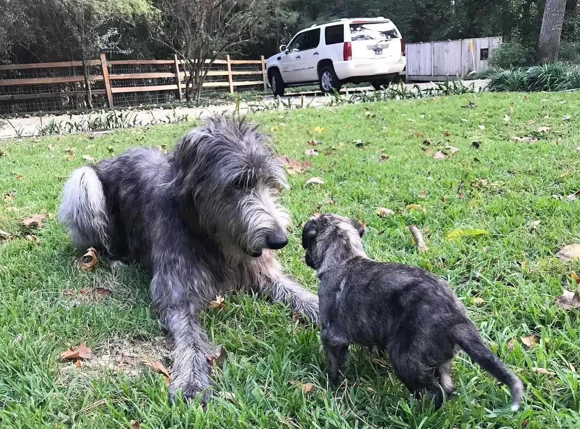 imgi_221_7b1c79_4ab0edffdf364ae58ba14149ee74654e~mv2_d_3024_4032_s_4_2