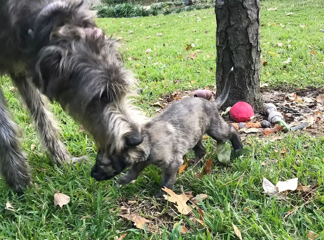 imgi_223_7b1c79_a3c9035bc8d545c8877d509ea276726a~mv2_d_3024_4032_s_4_2