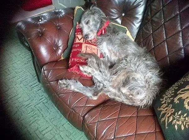 imgi_35_7b1c79_0f0c3503ed18471badadfbbe88185f95~mv2