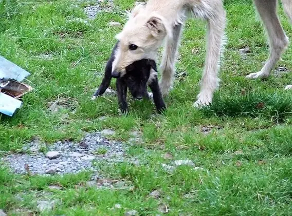 imgi_5_7b1c79_002a147d481a4c75bb95971677cebaca~mv2