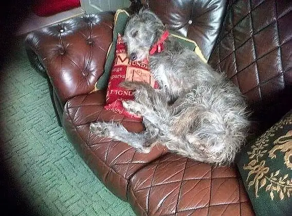 imgi_6_7b1c79_0f0c3503ed18471badadfbbe88185f95~mv2